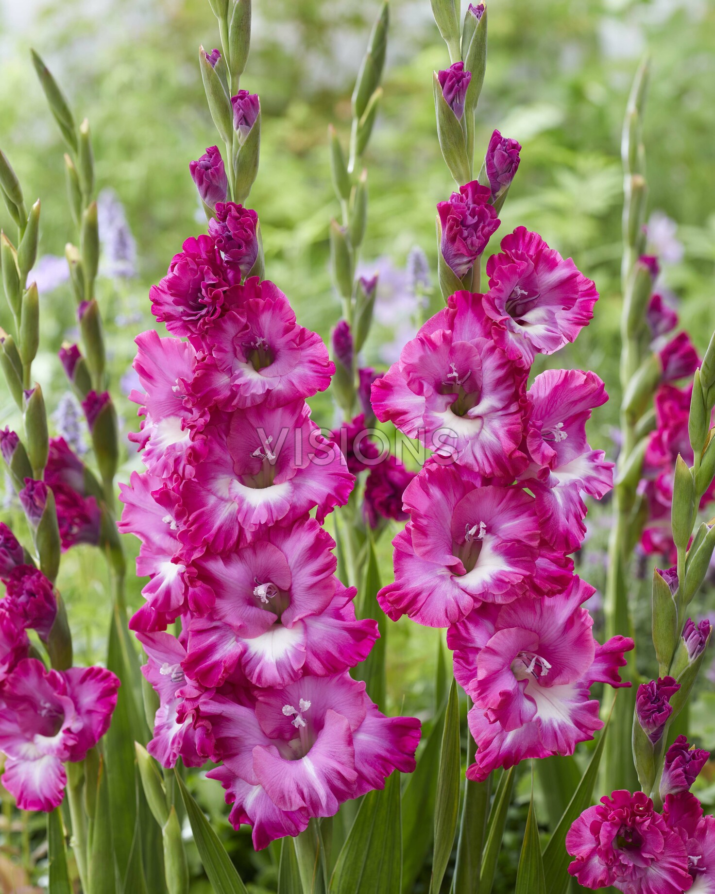 Pink gladiolus store