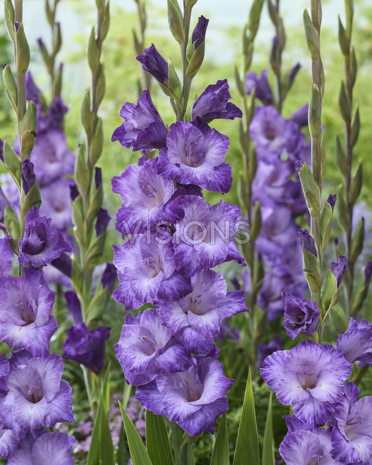 Mauve Muse Gladiola (Dry) - Forever Bulbs